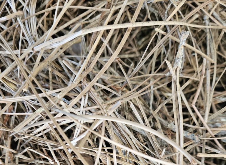Pine Needle Natural Longleaf for protecting your landscaped beds.